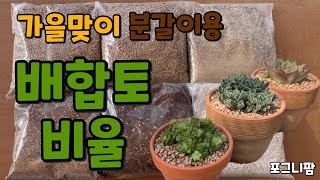 가을맞이 분갈이용 배합토 비율 알려드립니다! - 포그니팜/포그니다육원