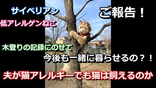 【ご報告】アレルギー症状の現状【木登り猫】【ちゃこＴＵＢＥ】夫が猫アレルギー【サイベリアン】2021