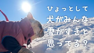 BUHIたちの初詣。そして、雪が苦手な犬たち