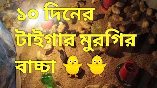 টাইগার মুরগির বাচ্চা দশদিন বয়সের।