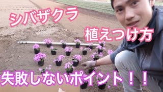 失敗しないシバザクラの植えつけ方!!