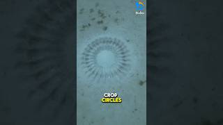 Why Puffer Fish Build Those Underwater Crop Circles