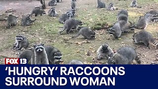 Woman calls for help after 100 'hungry' raccoons surround her in Washington state