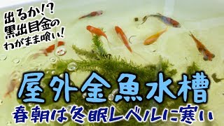 屋外金魚水槽の朝は冬眠状態の寒さ 孤独のグルメを好むわがまま黒出目金の今！