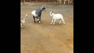 Pregnant Goat Teaching Baby Goat How To Defend Itself #shorts #babygoat