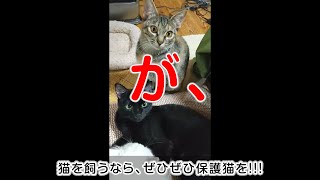 【里親募集】岡山県岡山市。甘えん坊な保護7か月【20240130】