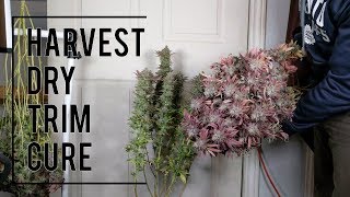 ORGANIC CANNABIS HARVEST. FULL PROCESS: DRYING, TRIMMING, CURING