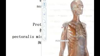 20230803 mblex 联邦按摩必考知识点  拖长