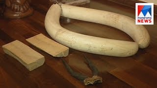 Ivory , deer horns seized in Kochi  | Manorama News