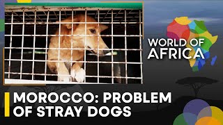 Moroccan activists turn dog protector | World Of Africa