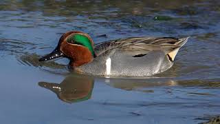 Green-winged Teal Bird Sound Video: Bird Songs Eastern North America-Peacefu Nature Sounds