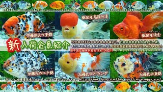 【伊藤養魚場入荷情報】2021年9月2日 弥富金魚市場等より入荷しました!!