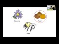 fems microbiology ecology webinar on insect microbiome interactions