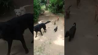 🐕🐕🐕ഞാൻ വീട്ടിലേക്ക് ചെല്ലുമ്പോൾ🐕🐕🐕🐕