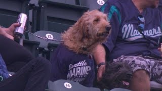 OAK@SEA: Bark at the Park at Safeco Field