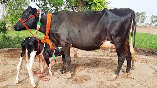 20ਲੀਟਰ ਵਾਲੀ ਵੈੜ ਬਹੁਤ ਘੱਟ ਰੇਟ ਵਿਚ। 20liters milk capacity hf cow for sale/vadiya farm/30-5-22