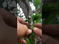 ‼️Easy and Simple Grafting Mango Tree