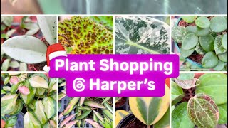 Plant Shopping @ Harper’s | Hoya, Monstera \u0026 More! Vlogmas # 10