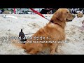 골든리트리버와 패들보드 타기 camping u0026 paddleboarding with dog 양양 서핑 즐기기 강원도 캠핑