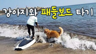 골든리트리버와 패들보드 타기 / Camping \u0026 paddleboarding with dog / 양양 서핑 즐기기 / 강원도 캠핑