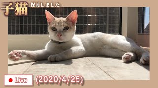 【子猫Live】猫と夜の大運動会（2020/4/25）