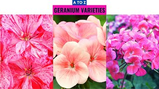 Geranium Varieties A to Z