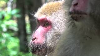 上高地（明神池から河童橋までの間に出会った野生の猿たち）