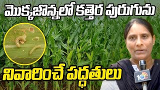 మొక్కజొన్నలో కత్తెర పురుగును నివారించే పద్ధతులు | Control Of Cutworm In Maize Crop | Matti Manishi