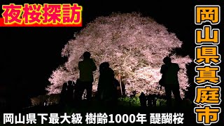 岡山で一番大きな桜【夜桜探訪】珍百景/樹齢1000年以上のデカい醍醐桜