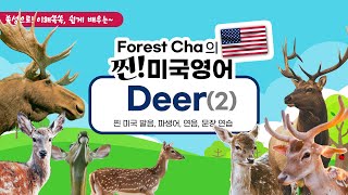 사슴(Deer) 종류를 영어로 알아 보자 | Forest Cha 찐 미국영어