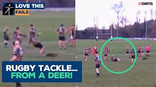 Deer invaded rugby pitch - and tackled a player 😅🏉 | LOVE THIS!