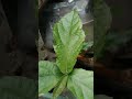 greener than green | Nature hunt | Random | Wild | Ph | XD Flaps Tv | #shorts #youtubeshorts