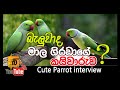 Did you see cute parrot interview?- බැලුවාද මාල ගිරවාගේ කයිවාරුව- News at Mahiyangana