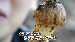 ‘송이버섯’ 가을이 준 최고의 선물★