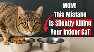 If You’re an Indoor Cat Owner, THESE Mistakes Could Be Deadly ( Vets Warn )