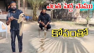 ఎంత పెద్ద నాగు పాము కోపంతో | 🐍 🐍 🐍 snake catcher varma in beemanapalli