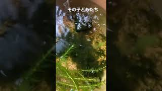 みゆきメダカの赤ちゃんたちが大きくなって綺麗になってきました！体外光出てきてるので、これからもっと輝くかな✨✨