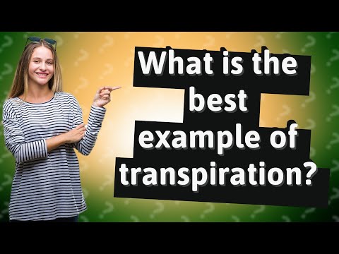 What is an example of transpiration?