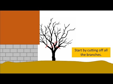 How far away should trees be from a house?