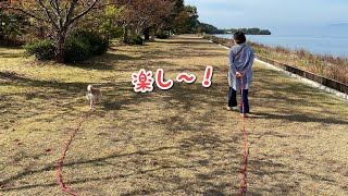 柴犬マコの琵琶湖畔散歩