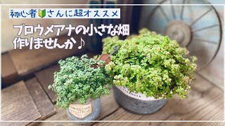 『ブロウメアナの小さな畑を作りませんか♪』　クラッスラ　多肉植物　親株