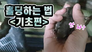 하늘다람쥐 홀딩하는 방법 (기초편)