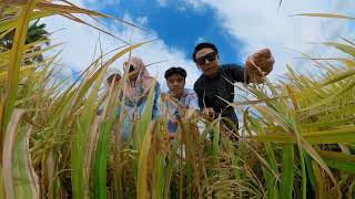 Sawah Padi, Kapal terbang, Laman tebu sekinchan. #moriostudio #insta360 #cinematic