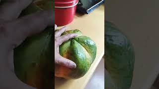 Papaya /വിറ്റാമിൻ c ധാരാളം/യൂറിക് ആസിഡ് കുറക്കാൻ  സഹായികുനു #papaya #plantsandcrafts #fruits