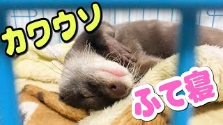 ふてくされるカワウソしゃもじ　otter to be timid