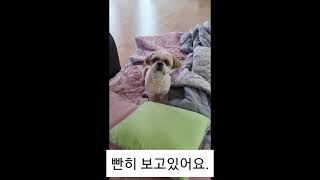 시츄강아지가 엄마를 빤히 뚫어져라보는 이유는?!