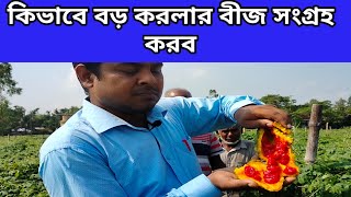 কিভাবে বড় গজ করলার বীজ সংগ্রহ করবেন/How to collect big yard Balsam Apple seeds