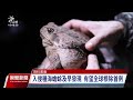 千人移除草屯外來種海蟾蜍 有望成全球根除首例｜20230905 公視晚間新聞