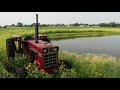 Liefde Sunflower Farm