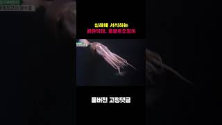 심해에 서식하는, 사람 크기만 한 '훔볼트 오징어' #shorts